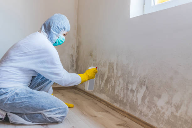 Licensed Mold Remediation service in District of Columbia, DC - Mold Remediation HQ